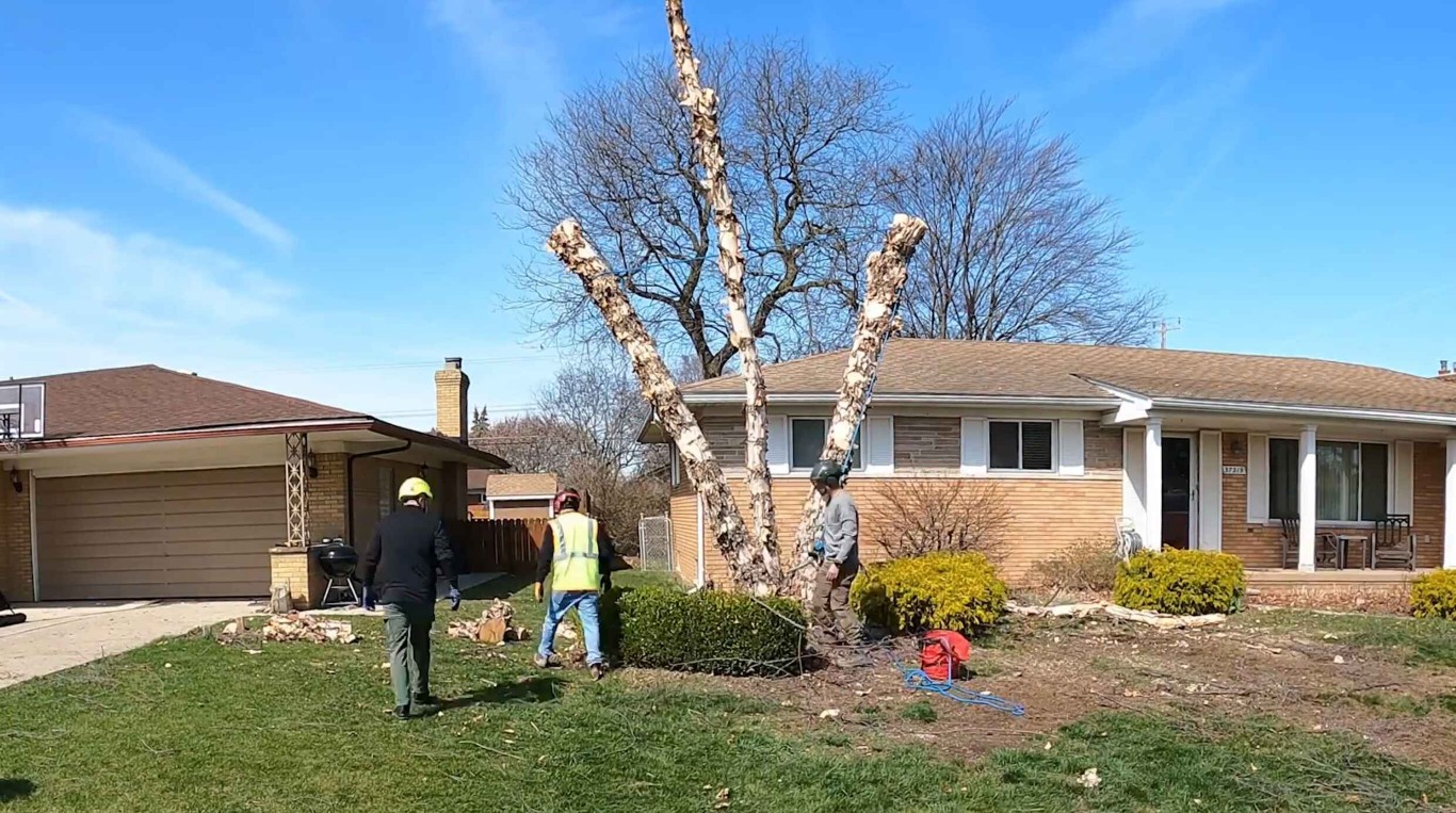 Emergency Tree Services service in Wildwood, MO